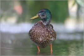 <p>KACHNA DIVOKÁ (Anas platyrhynchos) /Mallard - Stockente/</p>